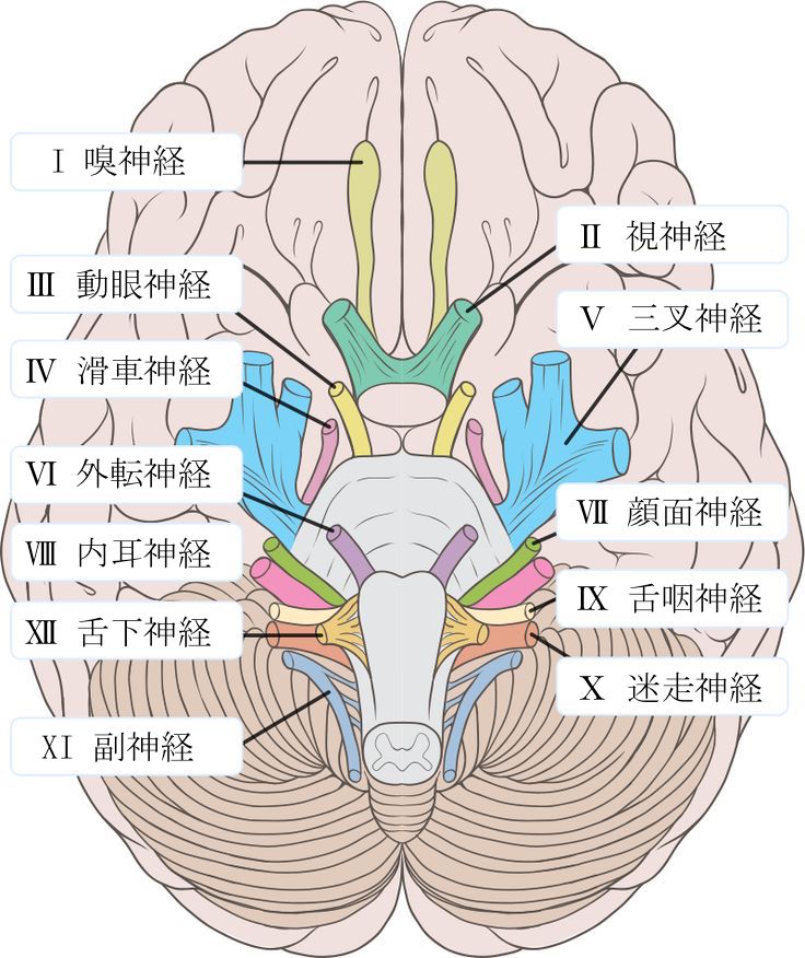 お気にいる】 【裁断済み】脳神経画像解剖ナビゲーション | solinvet.com